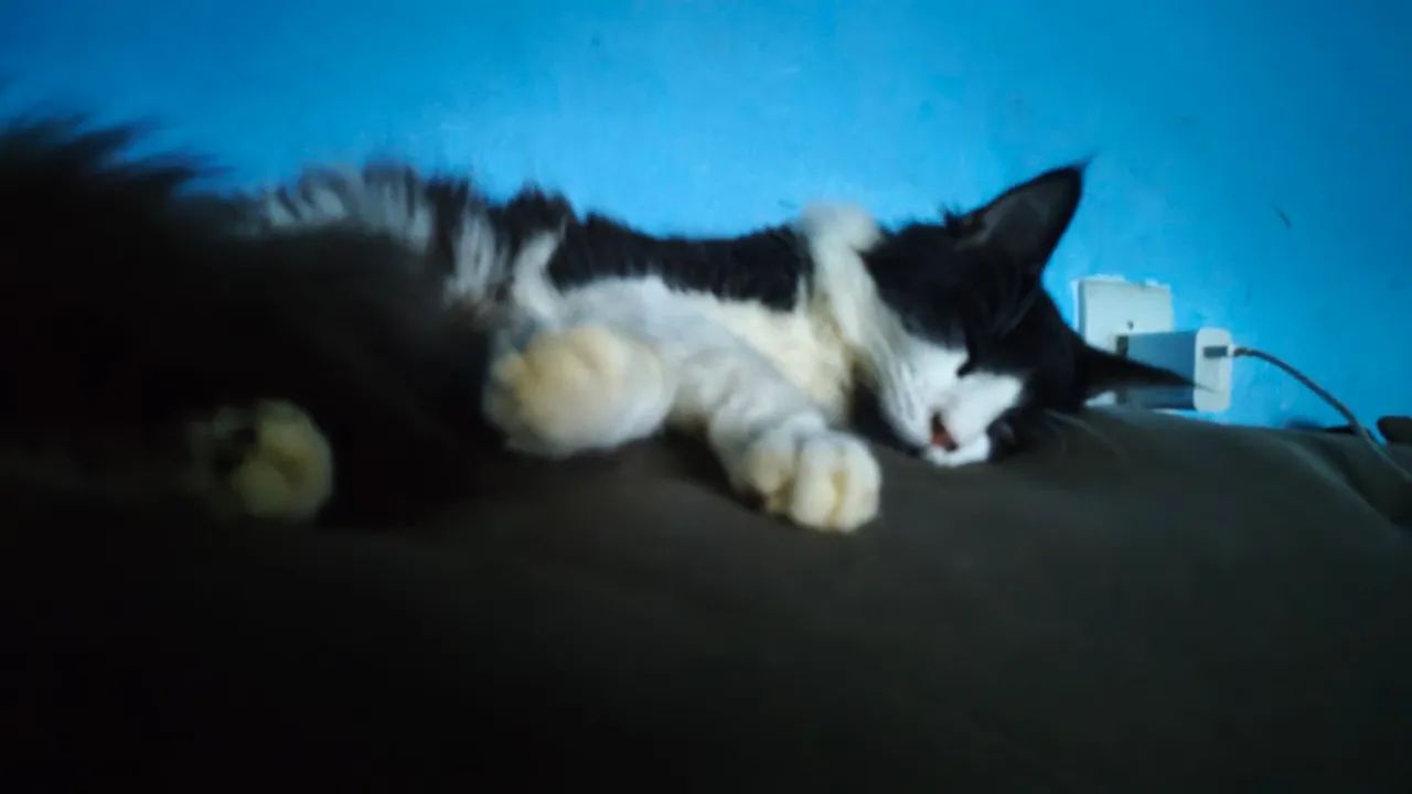 Doa-Se Gatos 