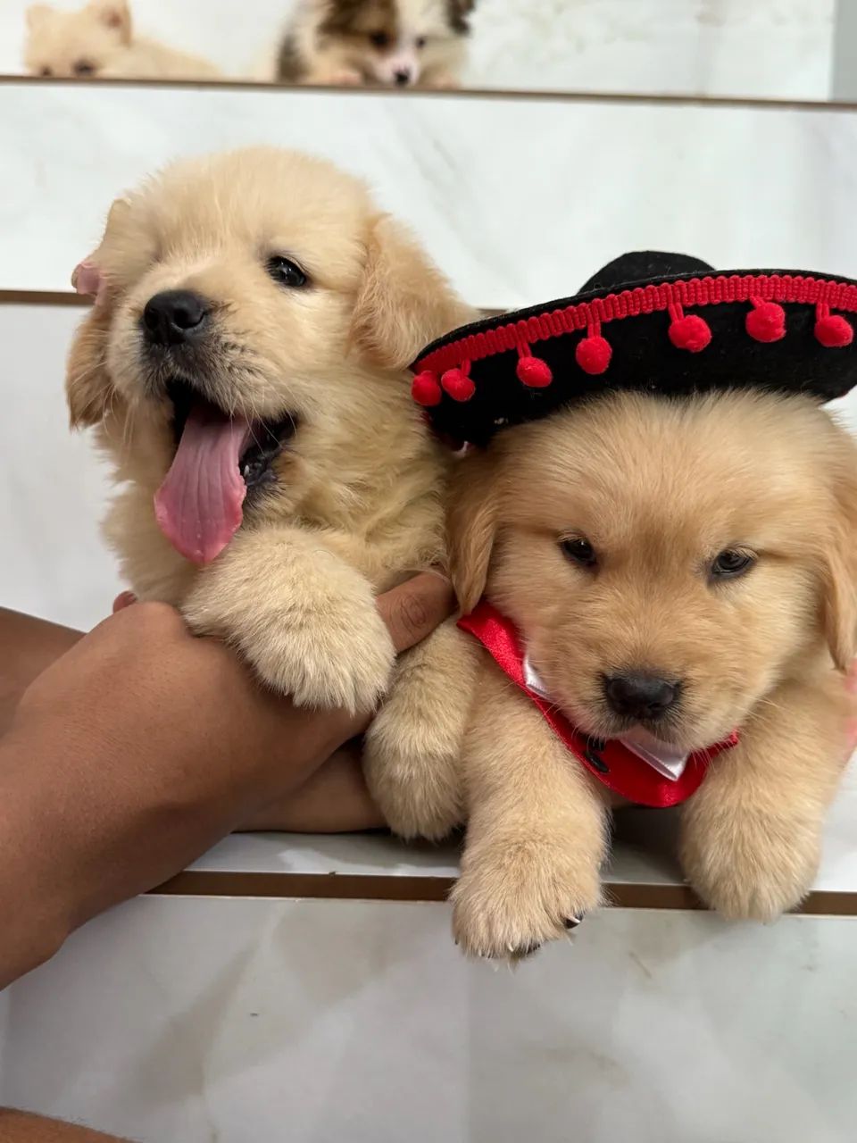 Filhote de Golden Retriver linhagem de excelência  - Foto 3