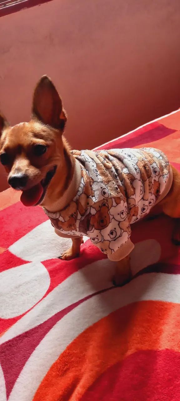 Roupas Pets - Foto 4