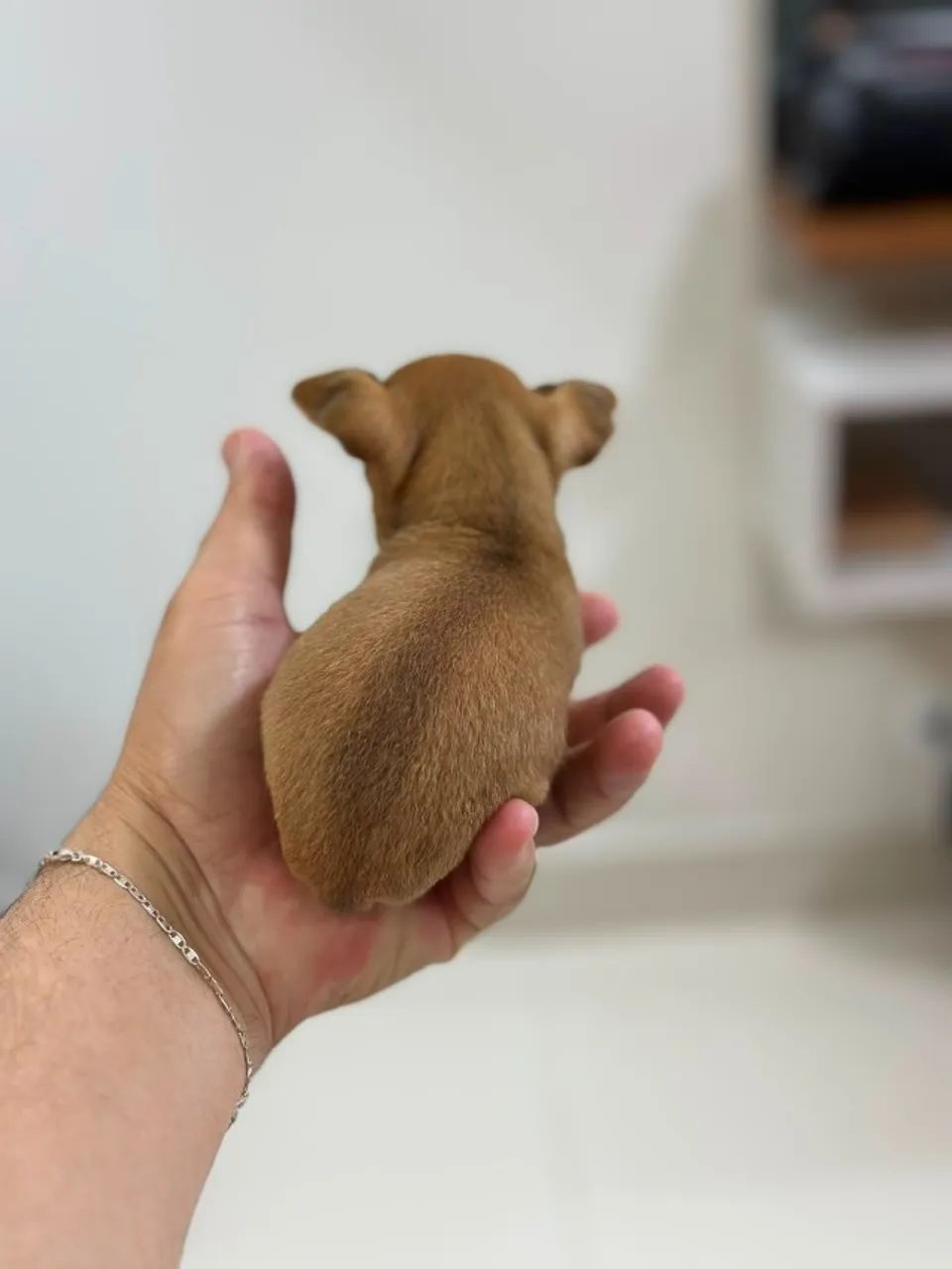 Pinscher macho zero - Foto 5