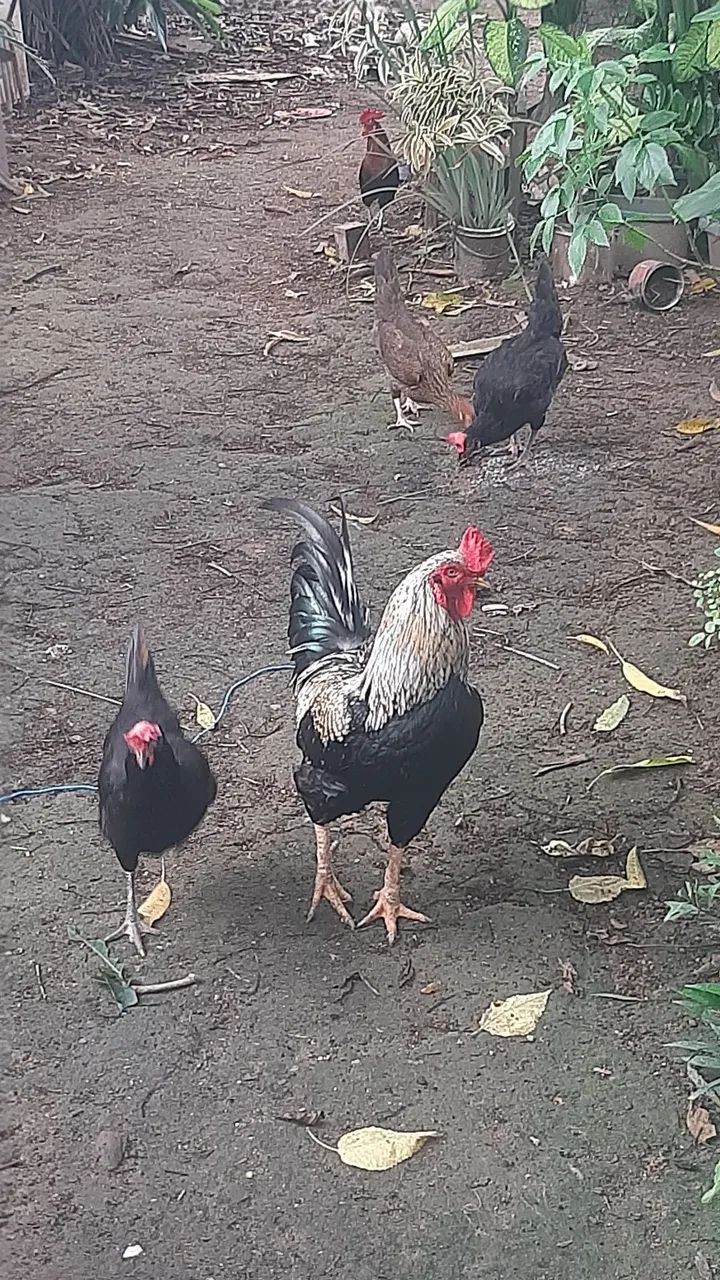 Galinha e galos - Foto 5
