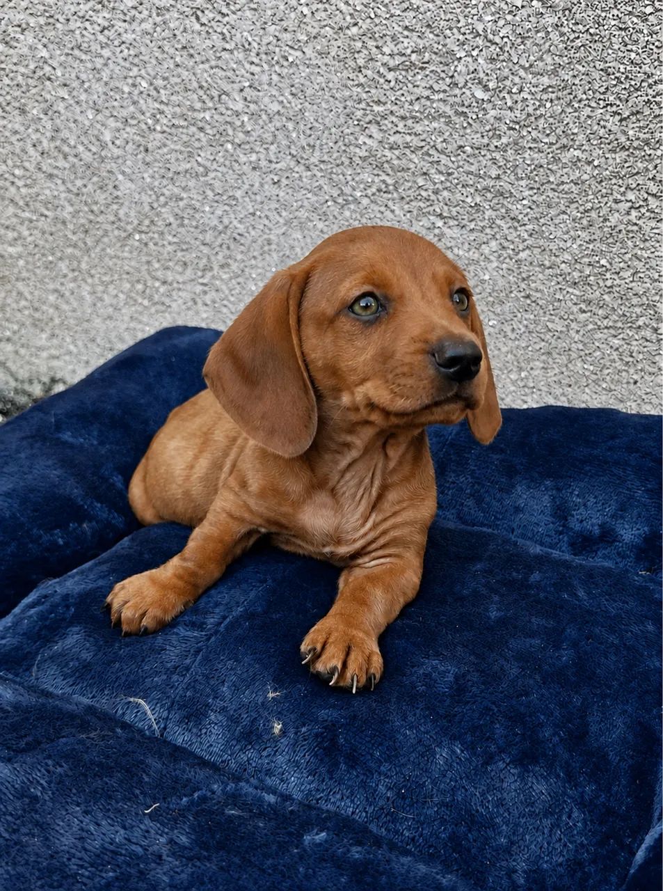 Dachshund kaninchen e mini  - Foto 2