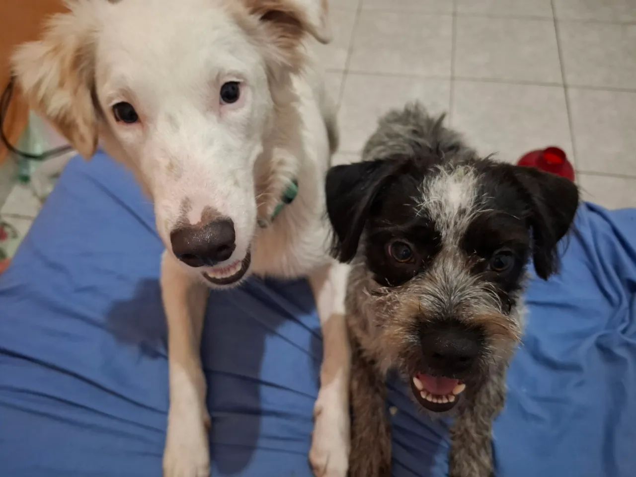 Vendo 2 cachorros em conjunto 