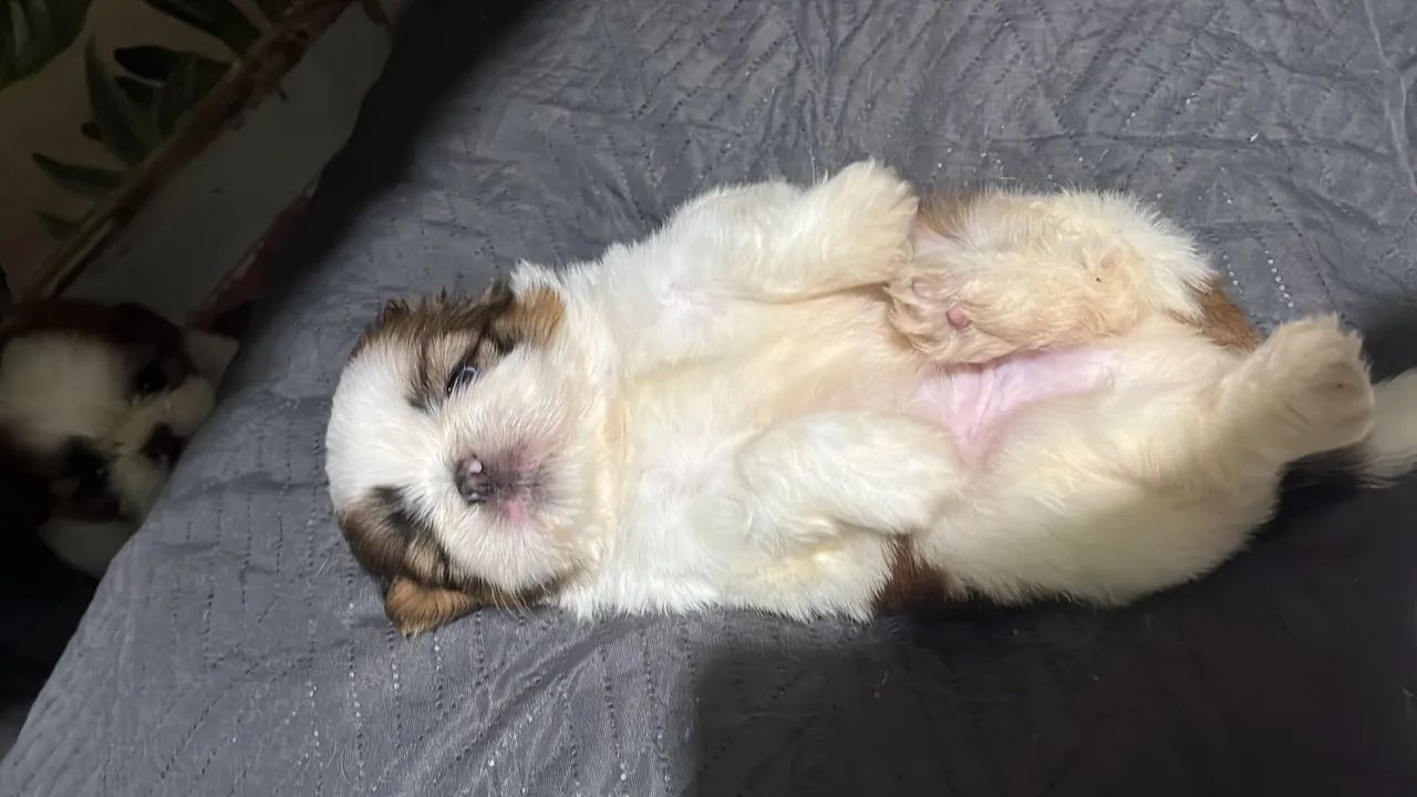 Shih Tzu - Foto 4