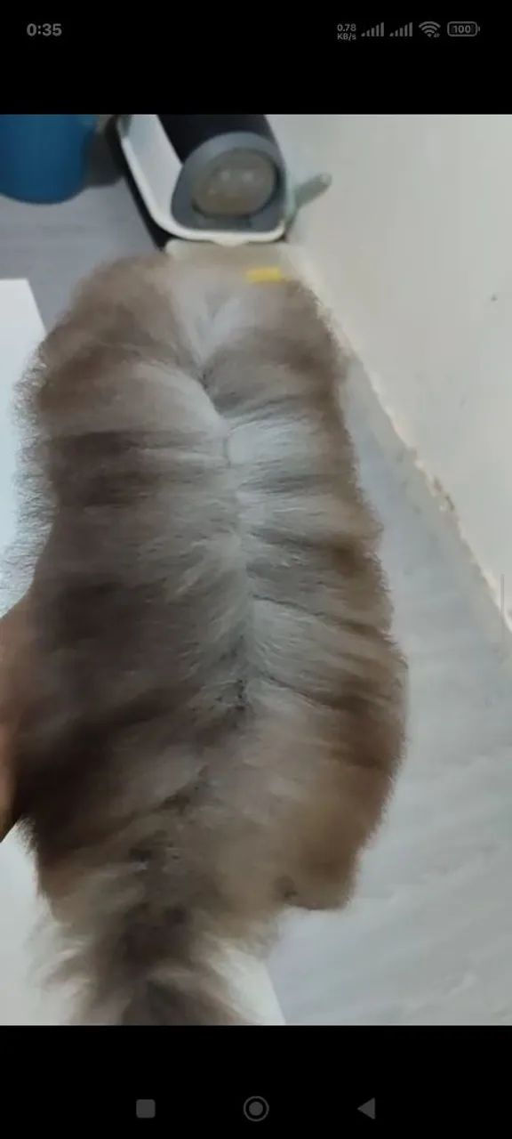 Gatinho persa  - Foto 2