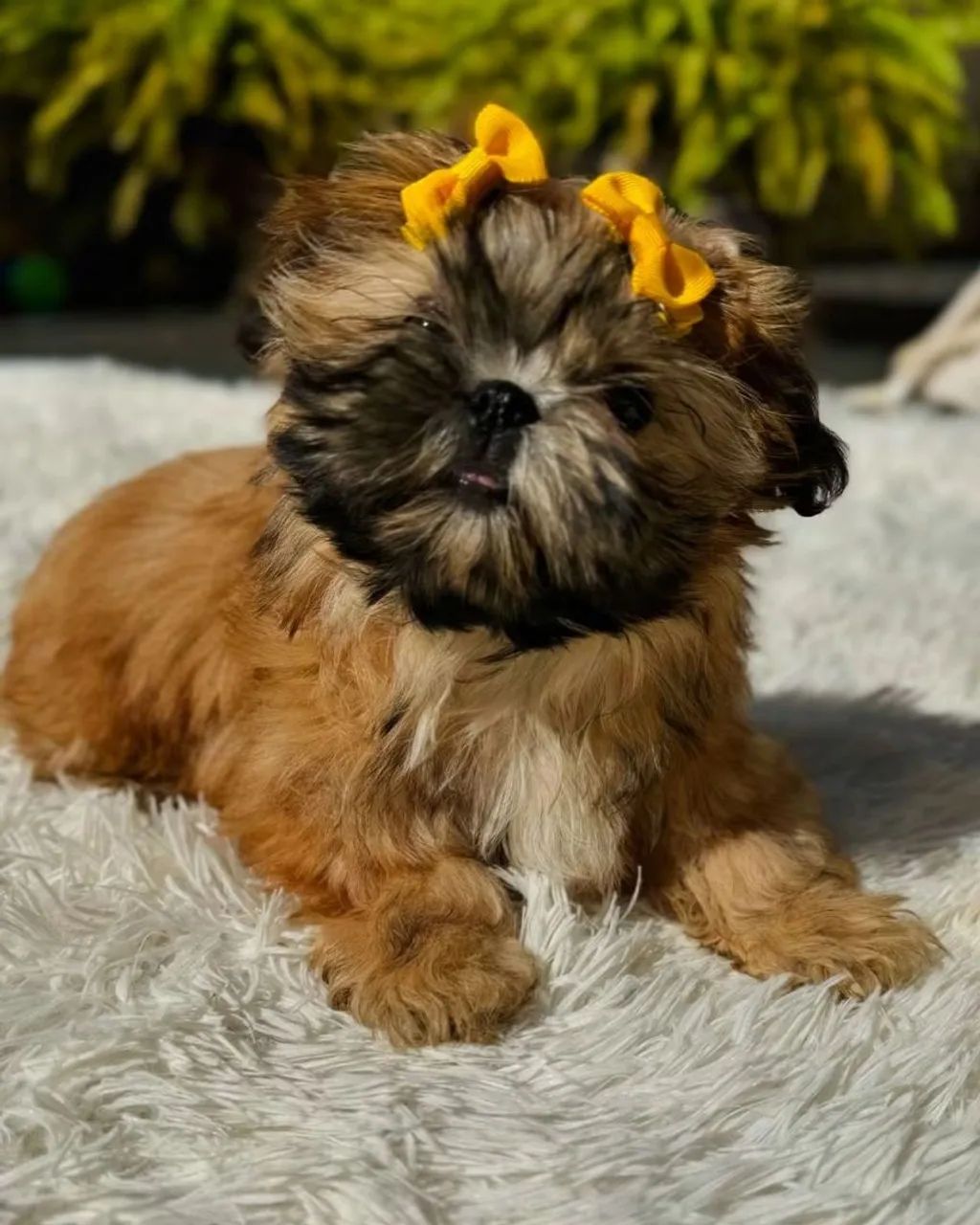 Shih Tzu  - Foto 3