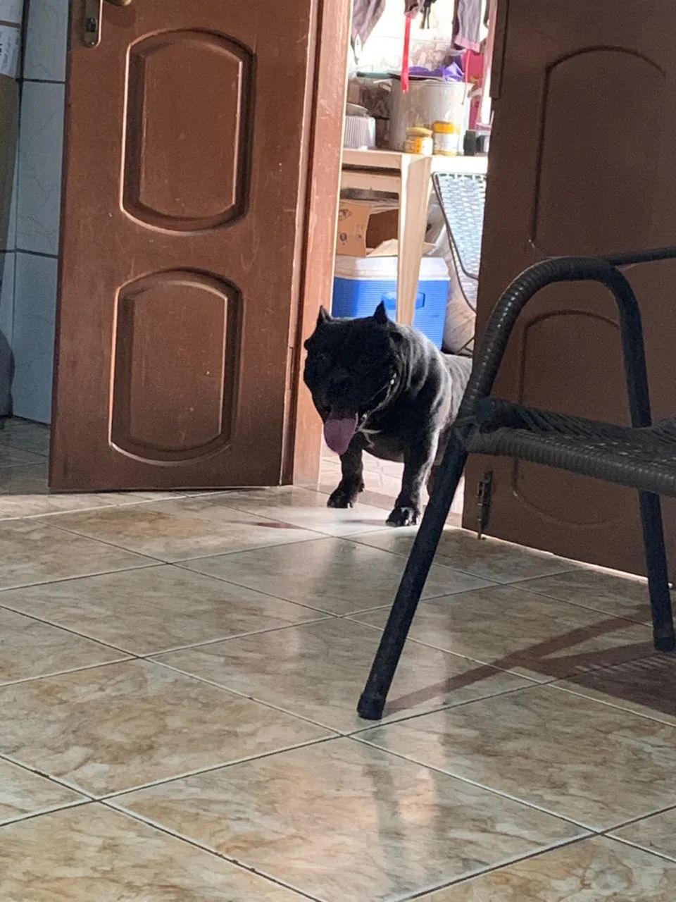 American bully 