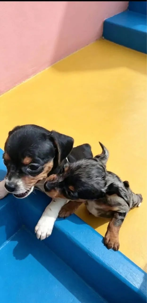 Pinscher mini 