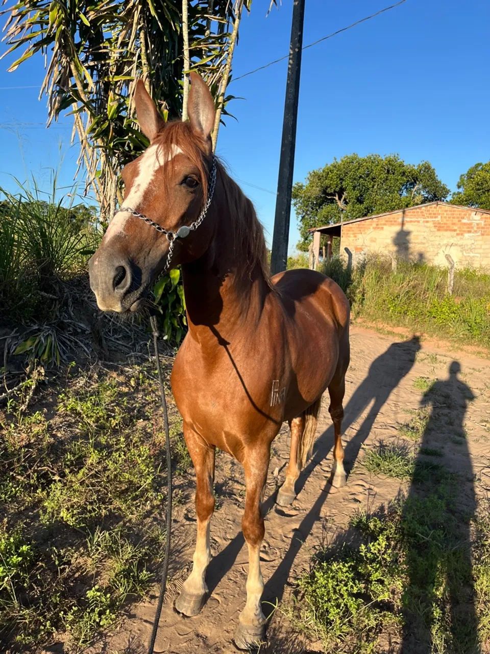 Cavalo  - Foto 2