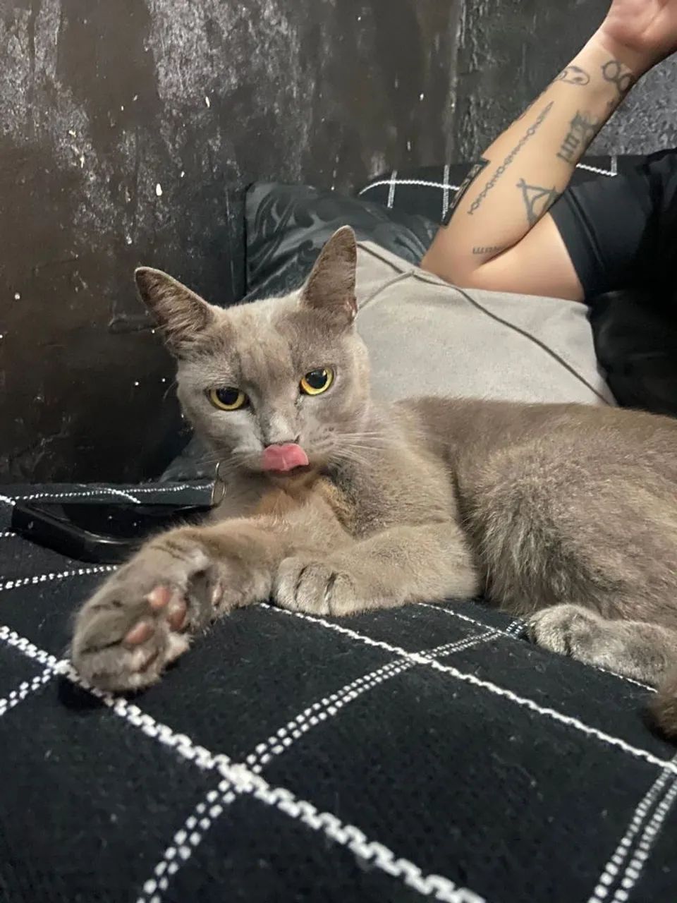 Gata cinza - Foto 4