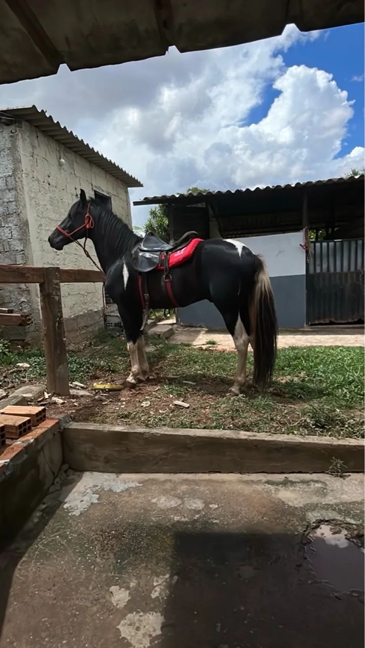 Vendo Cavalo Mangalarga