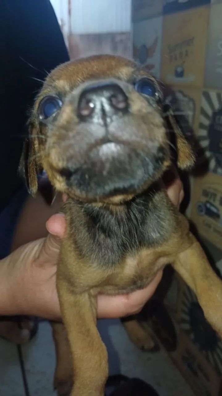 Cãezinhos para adoção - Foto 3