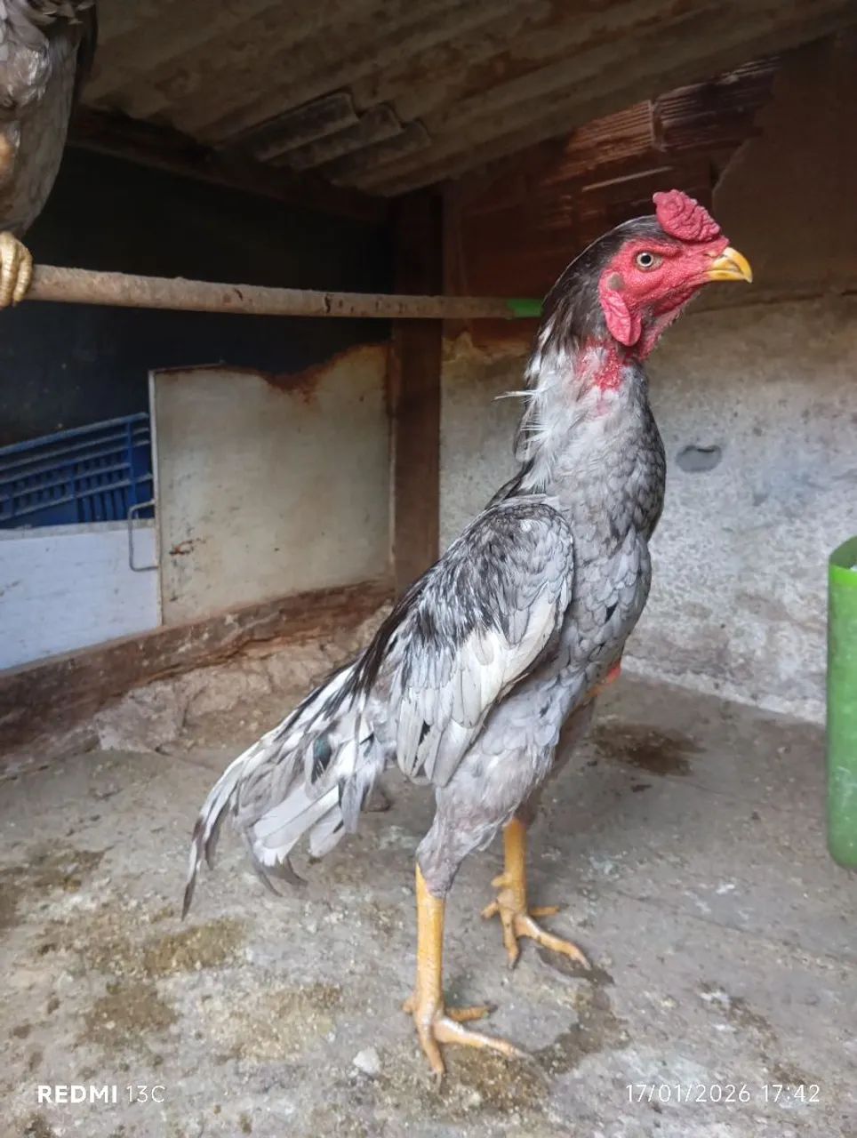 Frango índio cinza  pulva - Foto 6