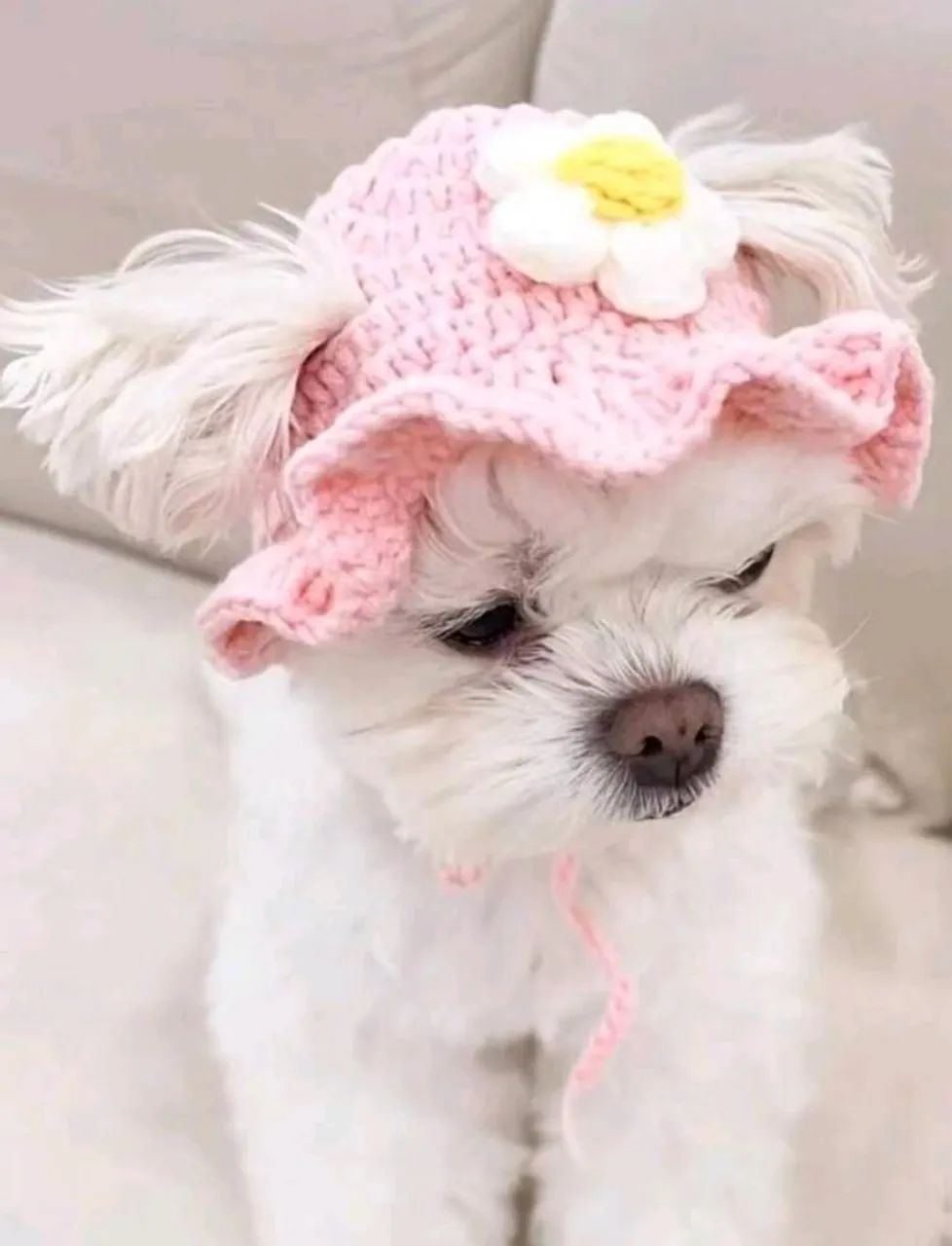 Colar pet - Foto 4