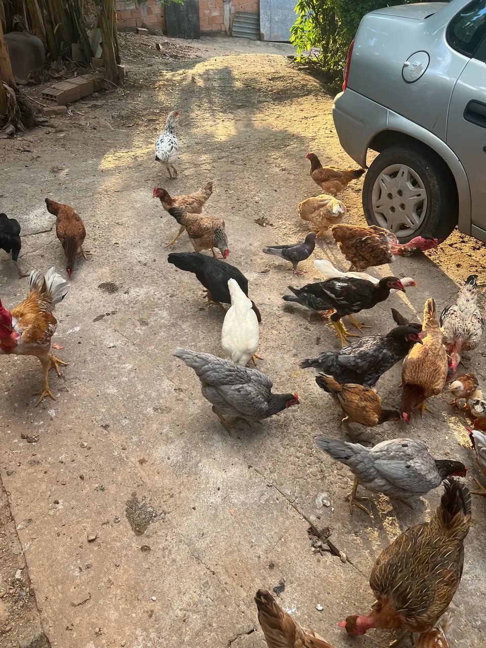 galos e galinhas caipiras com pintinhos - Foto 3