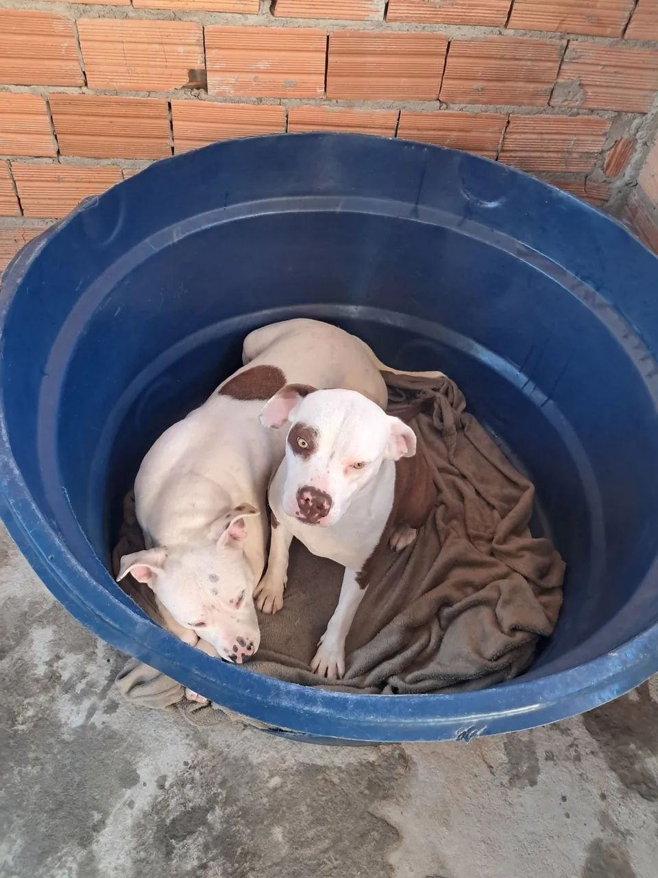 Doa se casal de pitbull - Foto 5