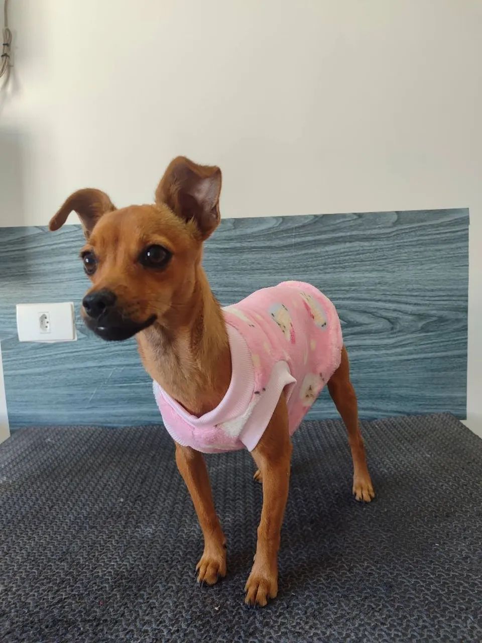 Roupas para pet - Foto 2