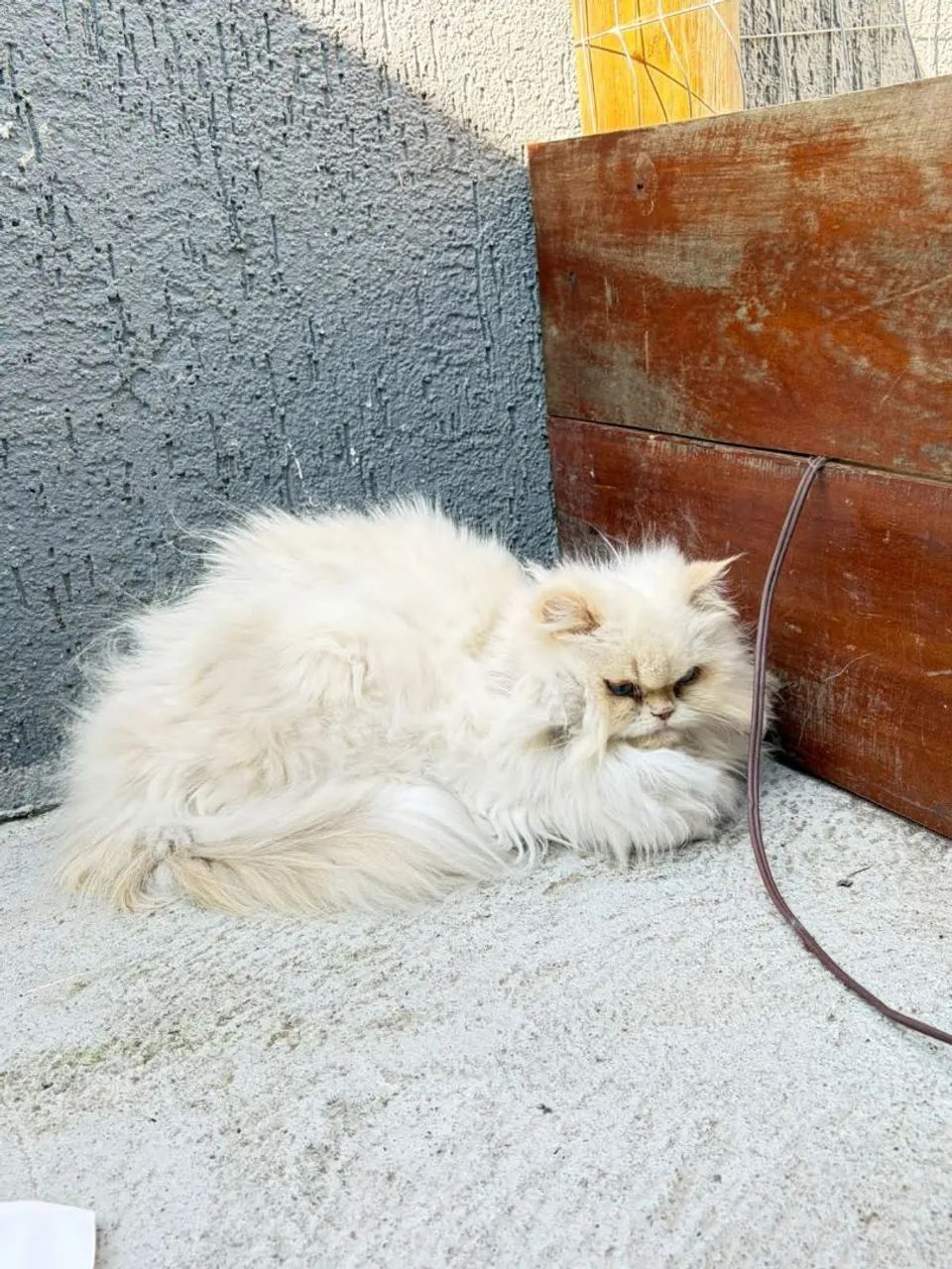 Vendo gata persa, NÃO É CASTRADA - Foto 2