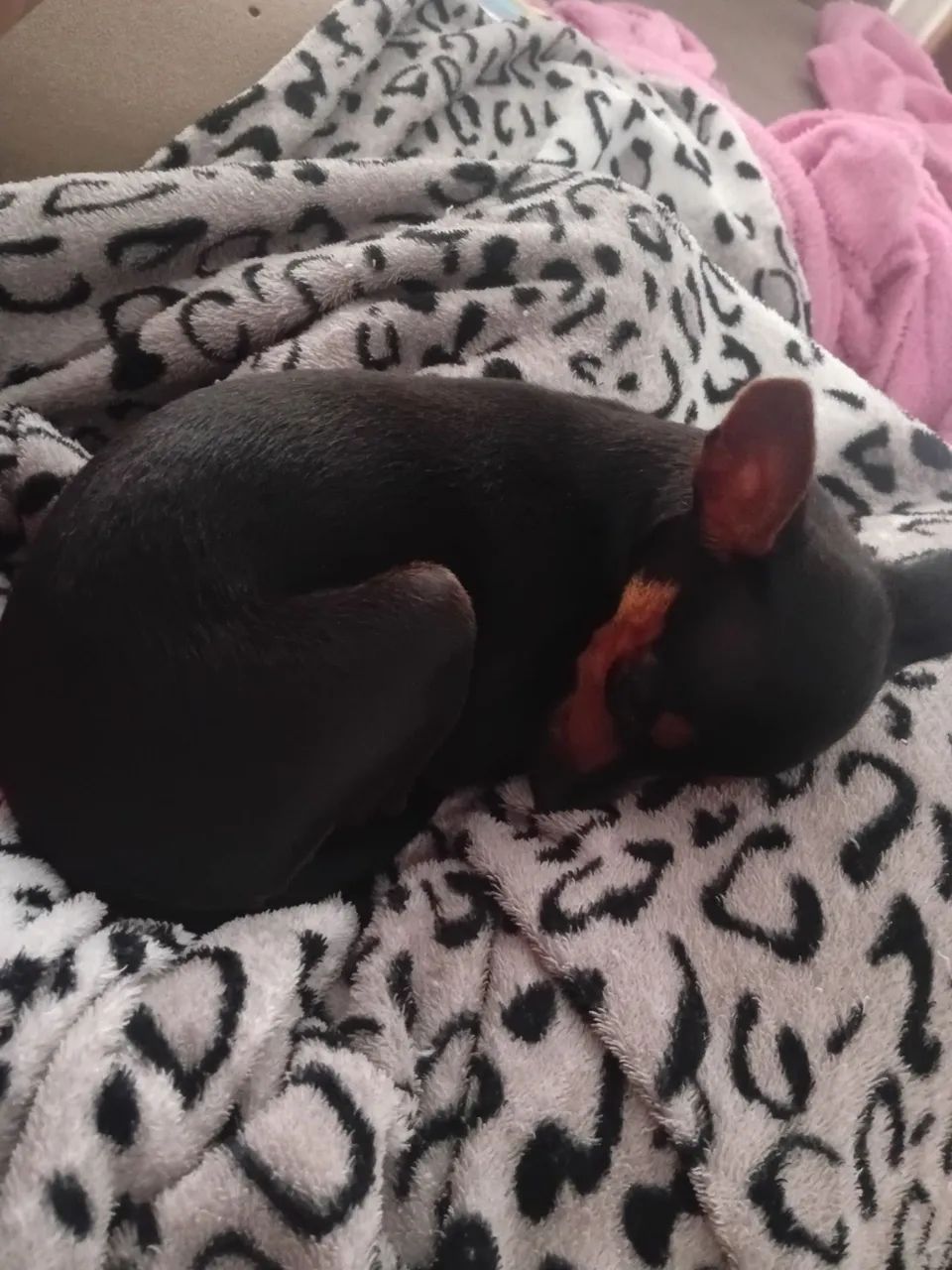 Fêmea filhote de pincher  - Foto 2