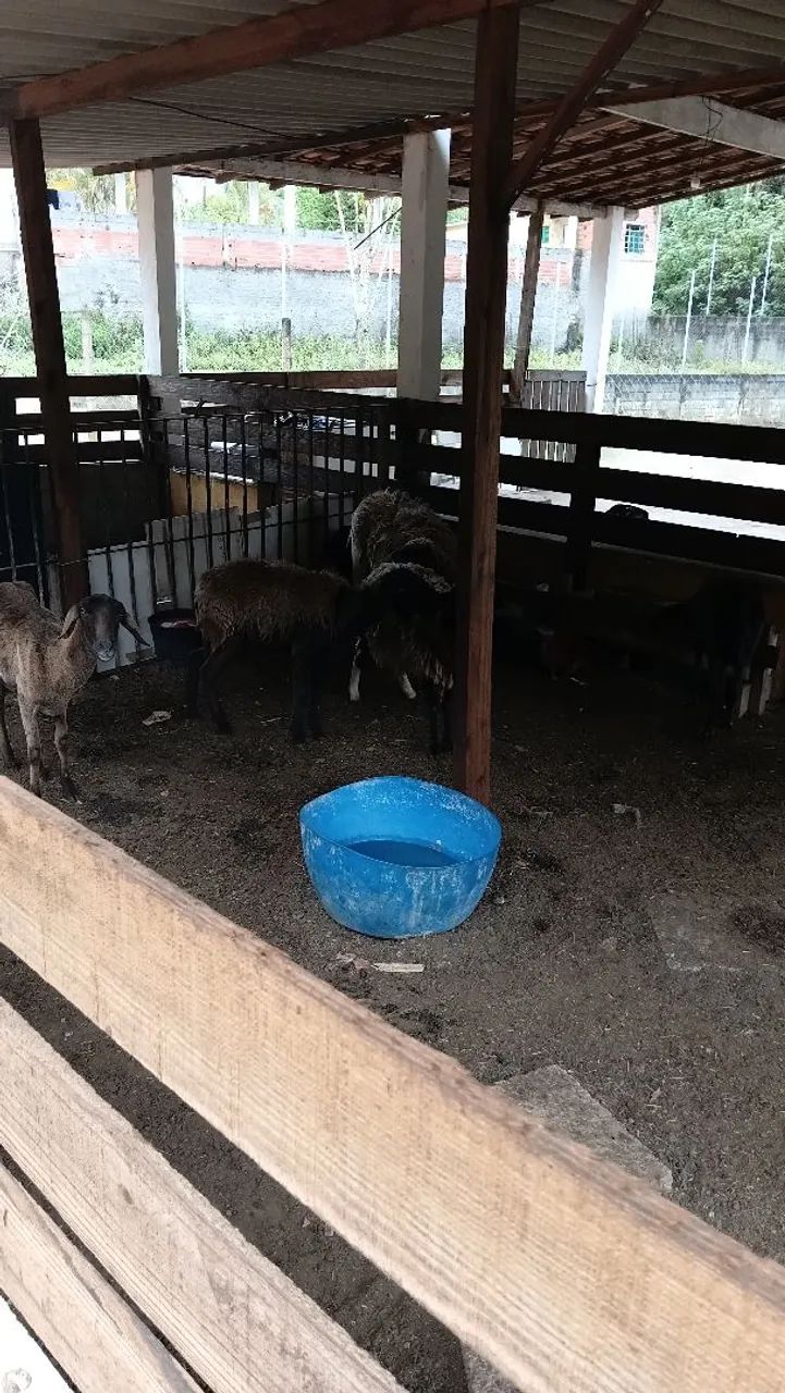 Vendo lote de ovelhas  - Foto 4
