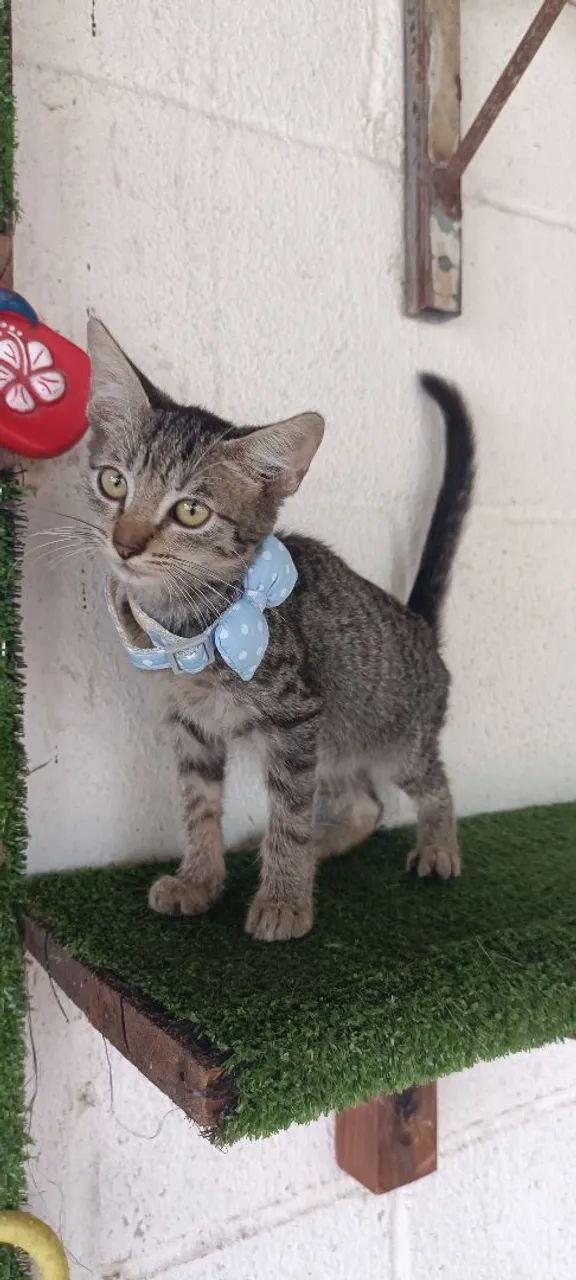 Gato P/Adoção -CASTRAÇÃO GRATÍS  - Foto 3