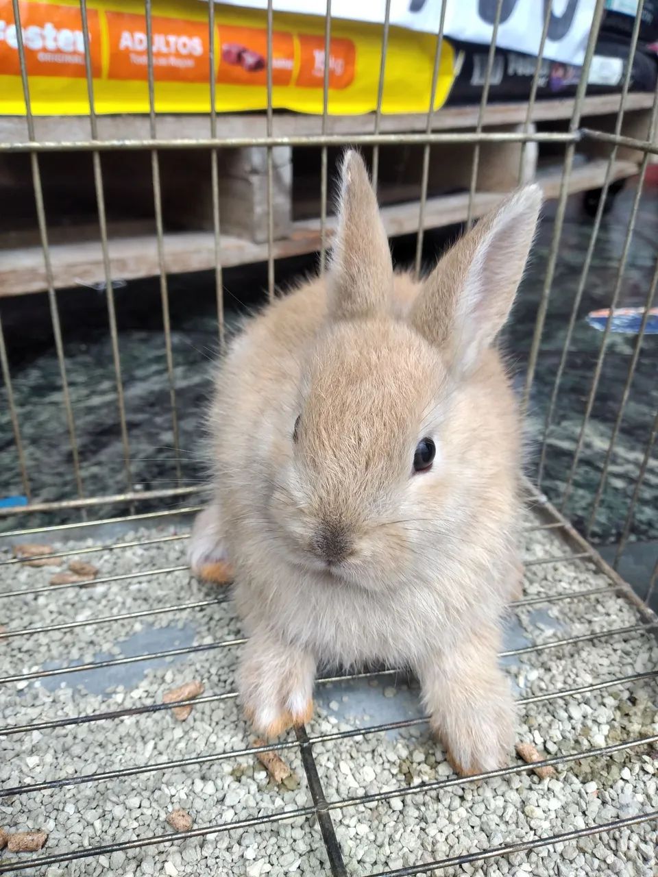 Coelhos filhotes mestiça Lion c / mini rex - Foto 3