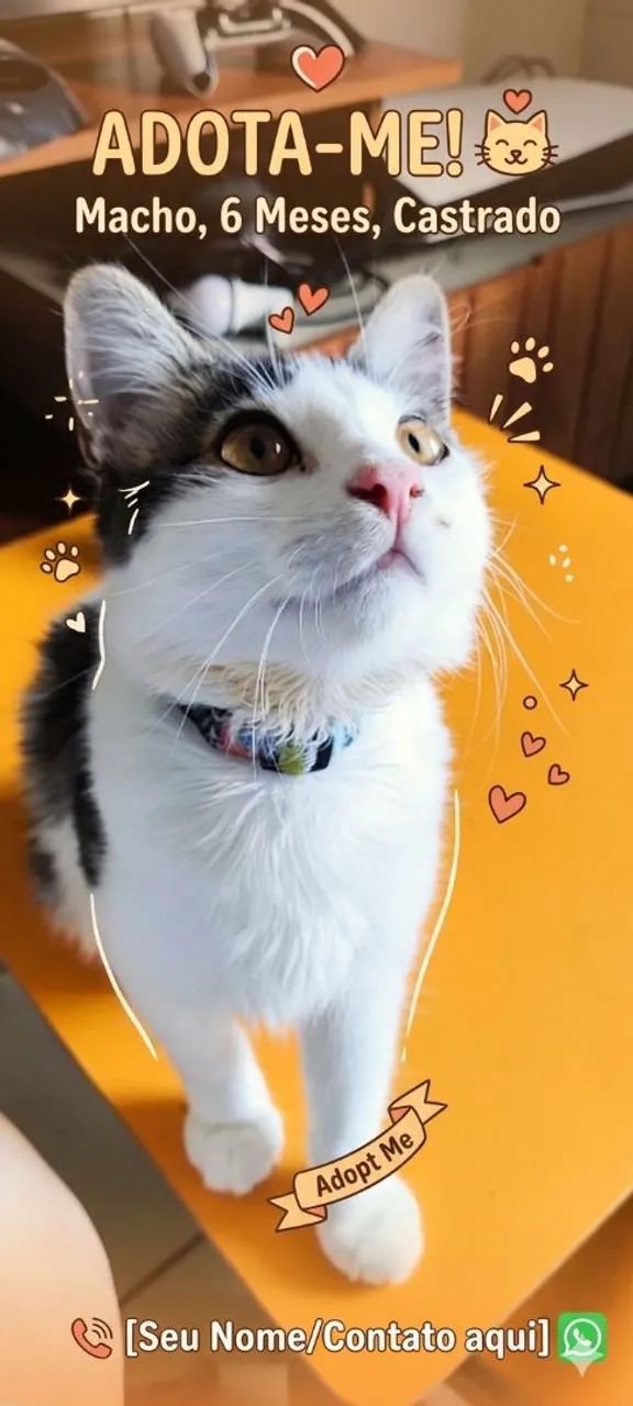 Gato para adoção 