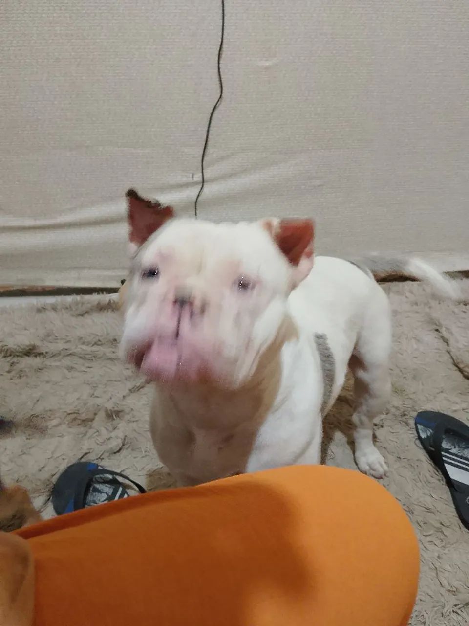 American Bully  - Foto 4