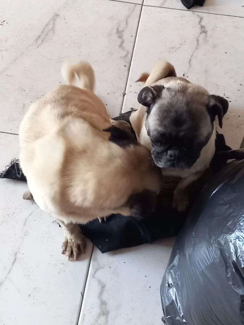 Casal de pug