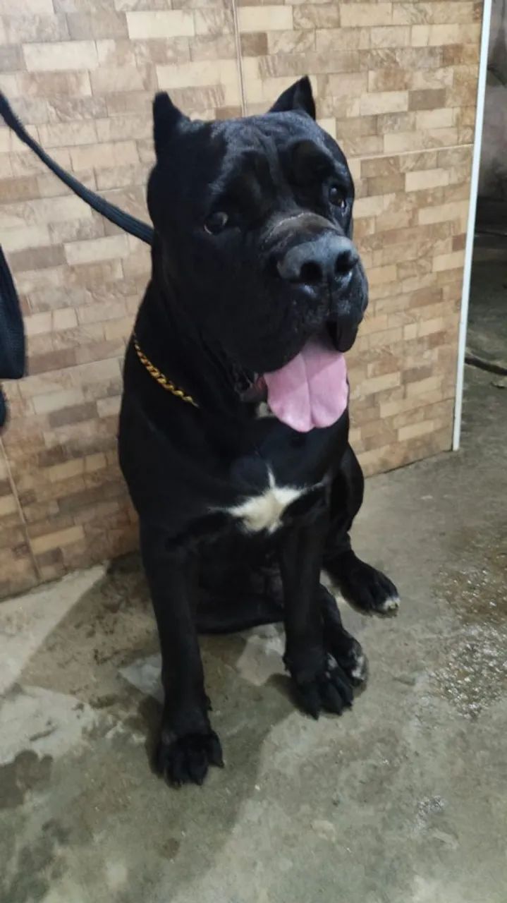 Cane corso doação - Foto 3