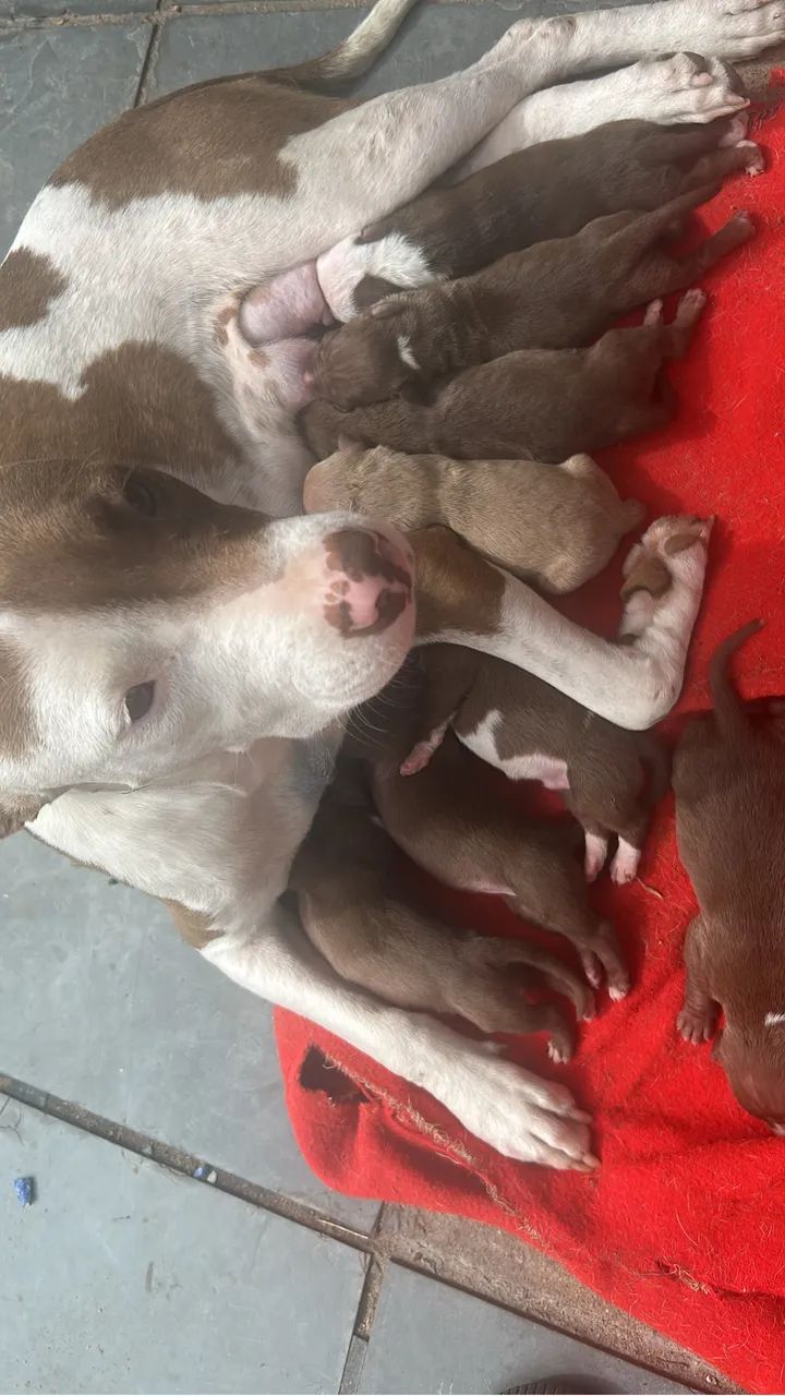 Pitbull  - Foto 4