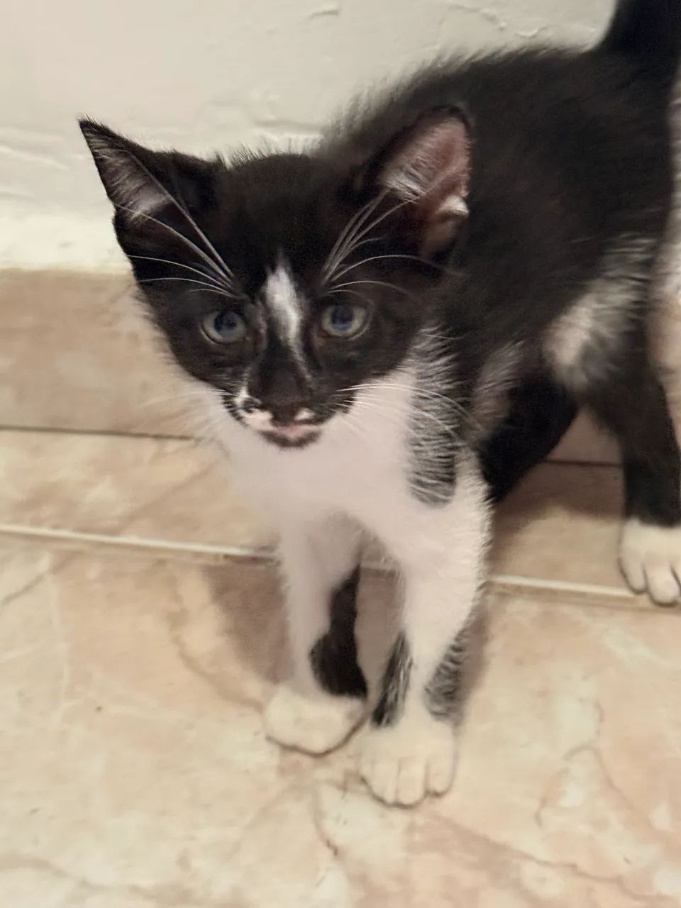 Gatinhos machos e gata para doação  - Foto 4