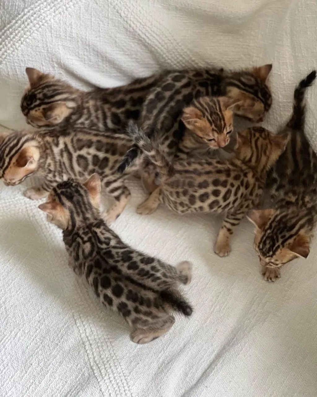 BENGAL CAT  - Foto 3