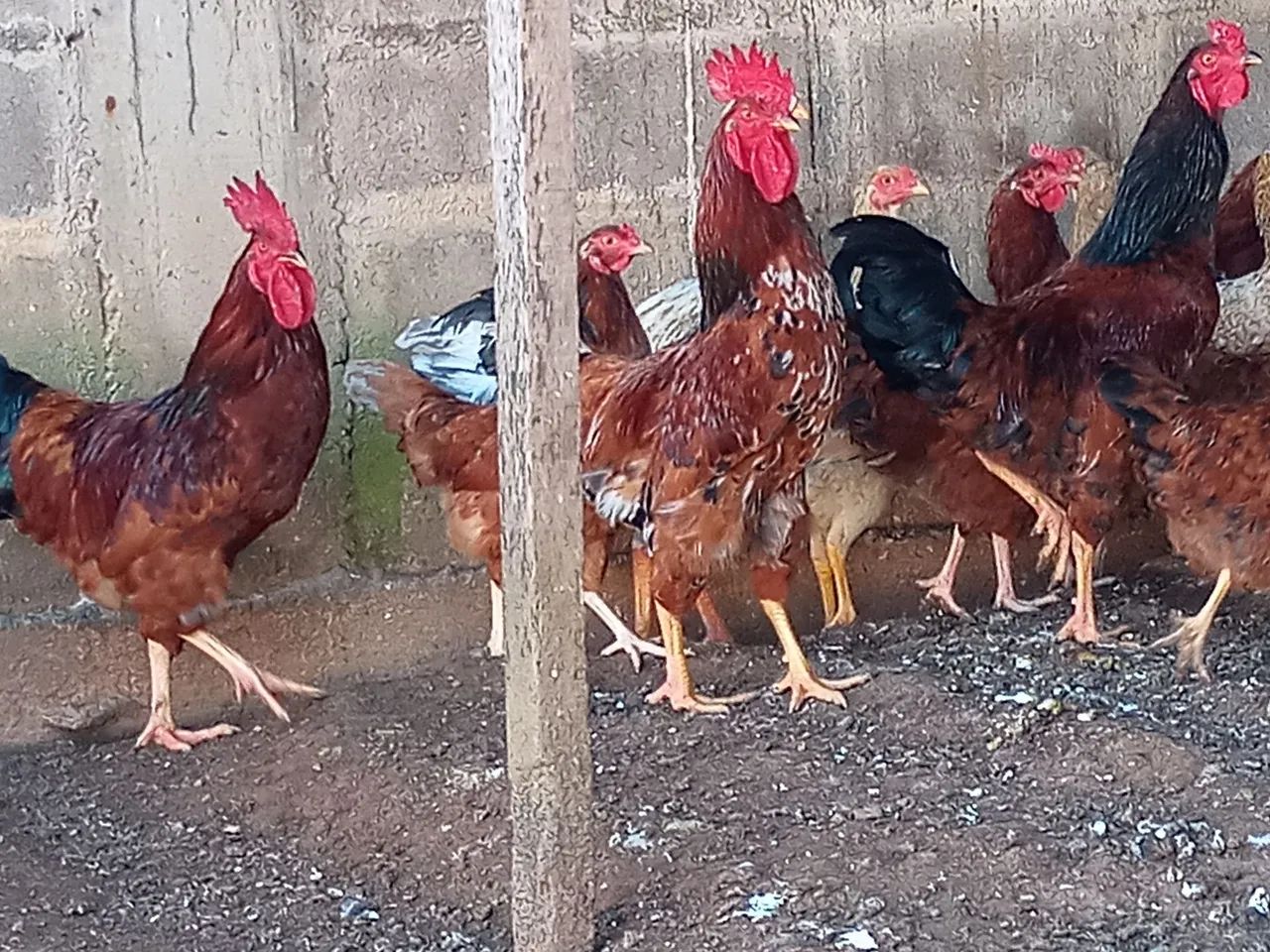 GALO Embrapa  - Foto 5