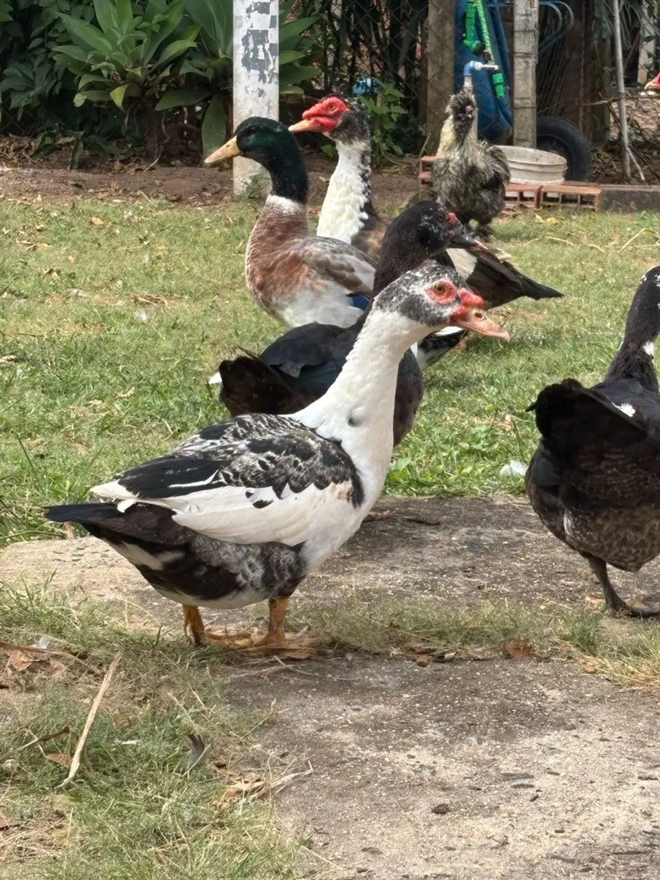 Patos  - Foto 4
