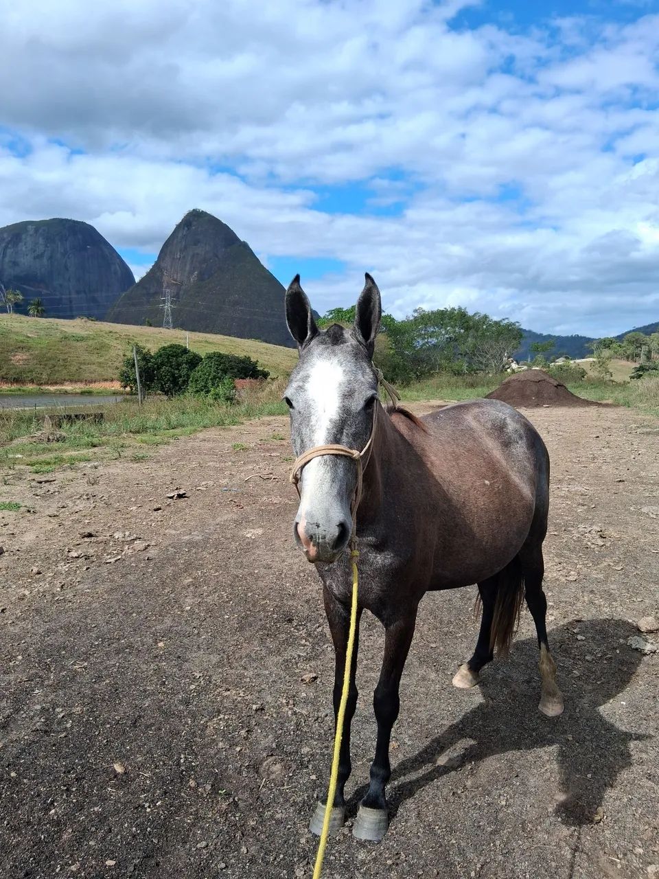 Égua Mangalarga  - Foto 2