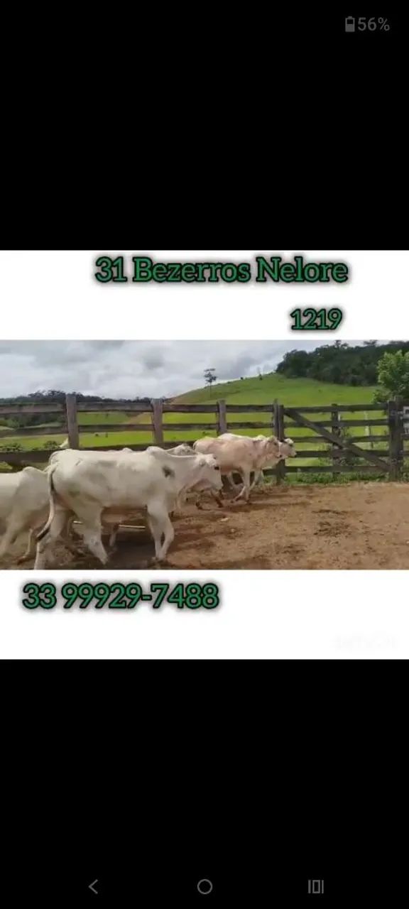31 Bezerros Nelore  - Foto 5