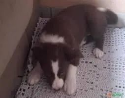 border collie Brincadeira com propósito