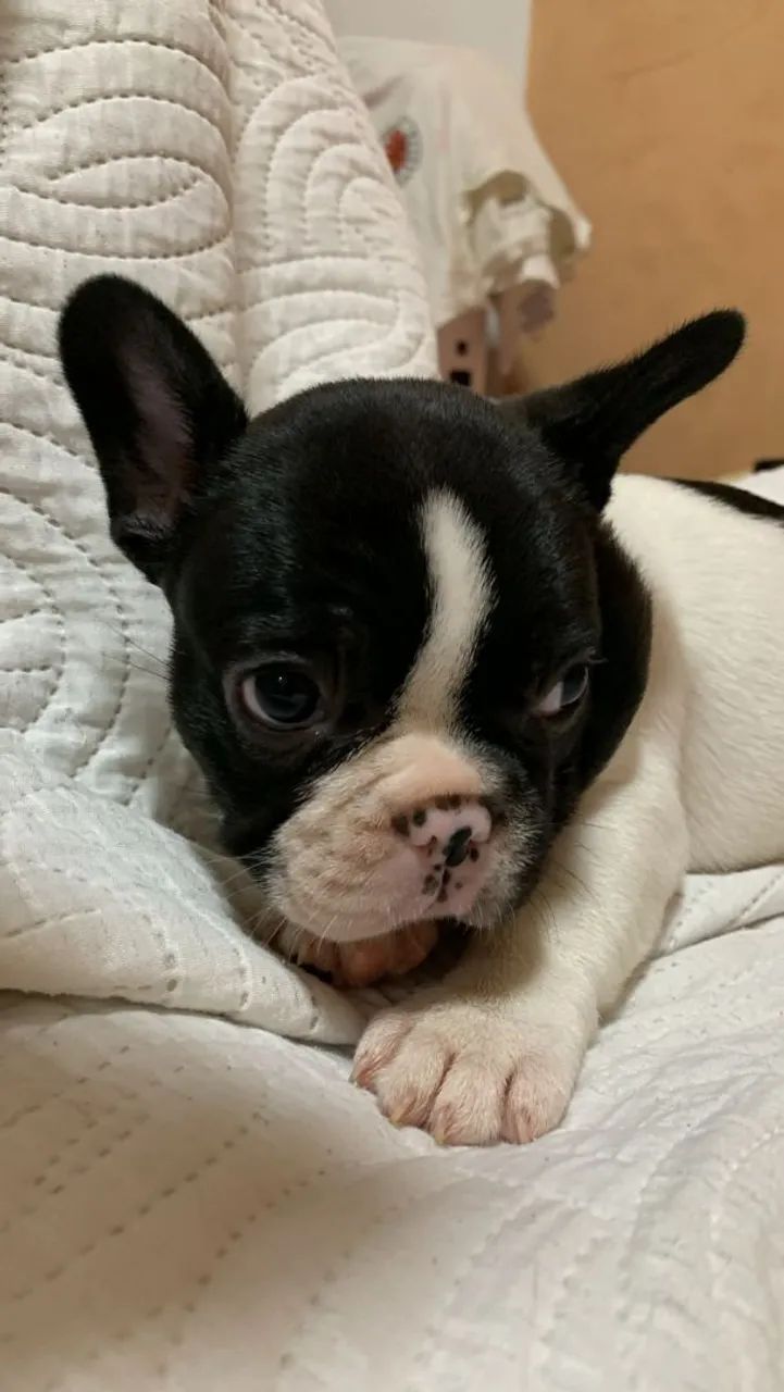 Buldogue frances  - Foto 5