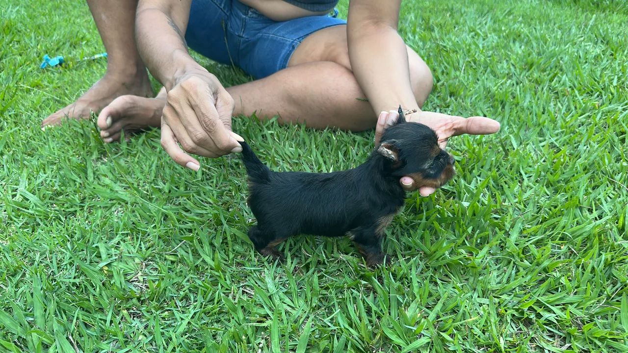 Cachorro yorkshire 
