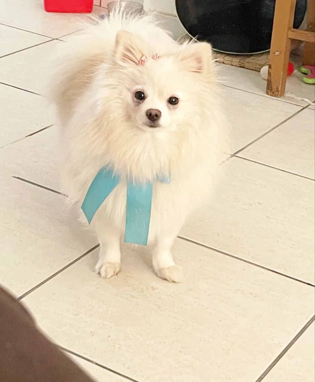 Spitz alemão fêmea