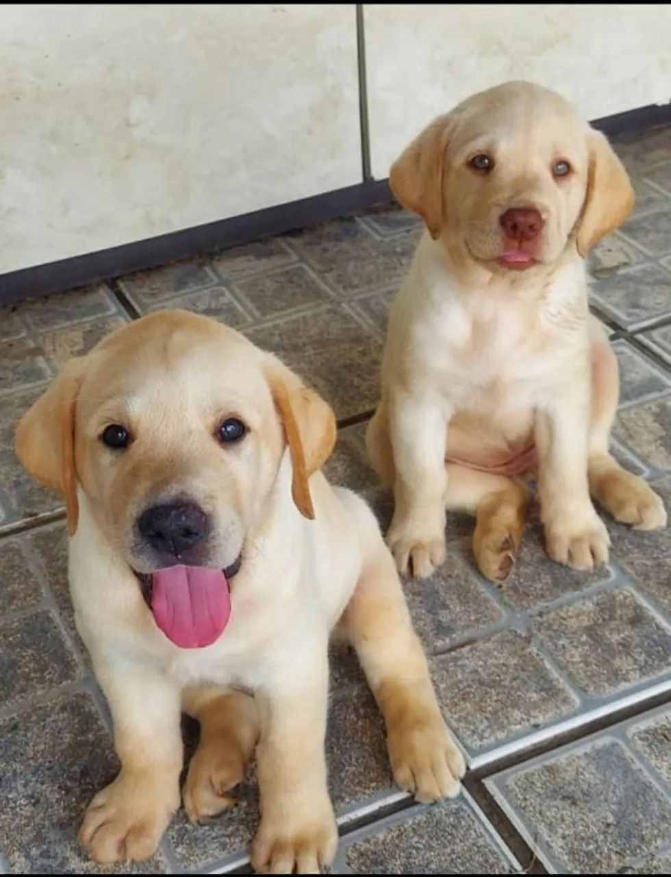FILHOTES DE LABRADOR - Foto 2