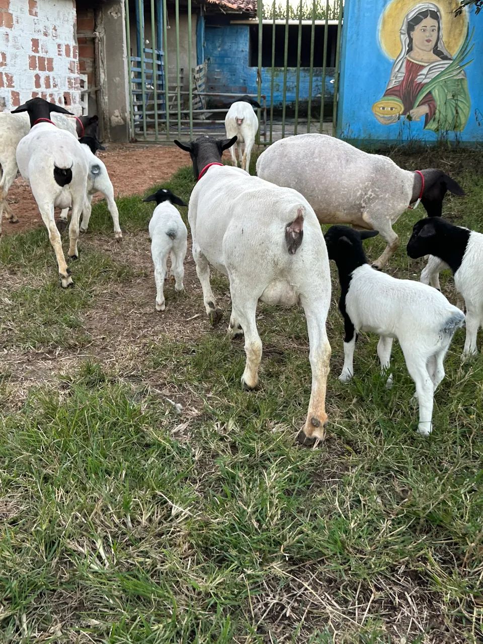 Ovelhas  - Foto 3
