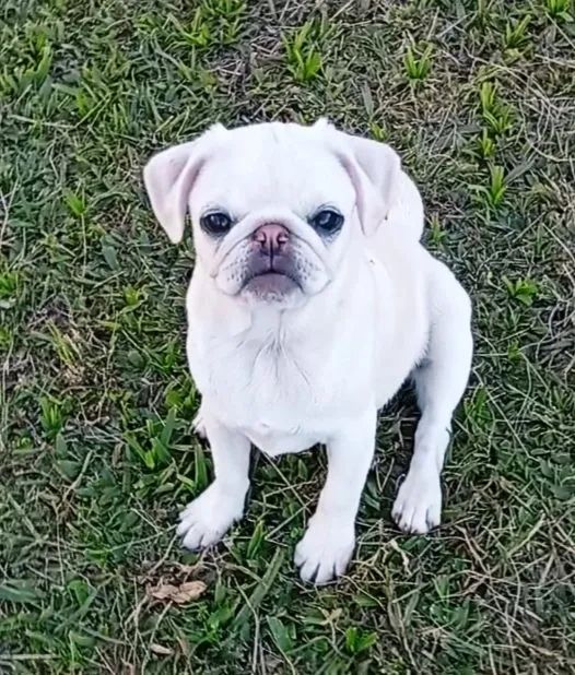 Filhotes de Pug Branco  - Foto 2