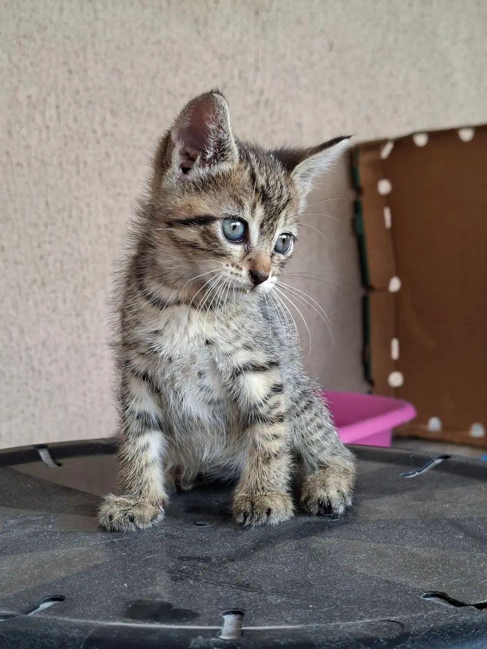 Gatinhos para adoção - Foto 5