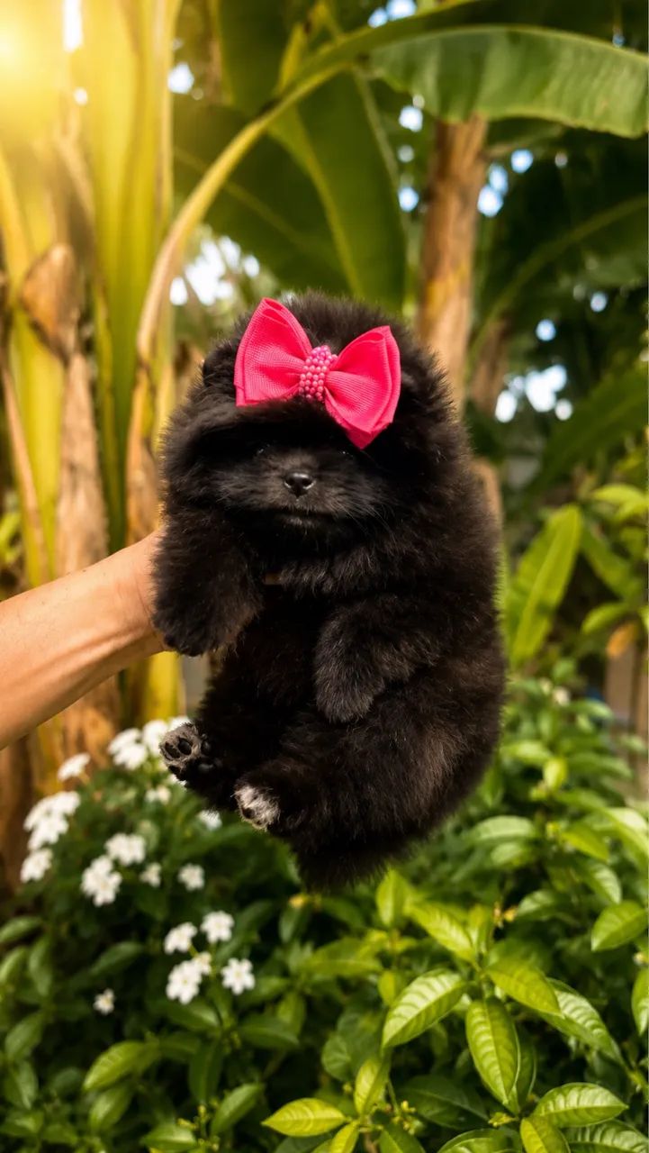 Spitz alemão  - Foto 4