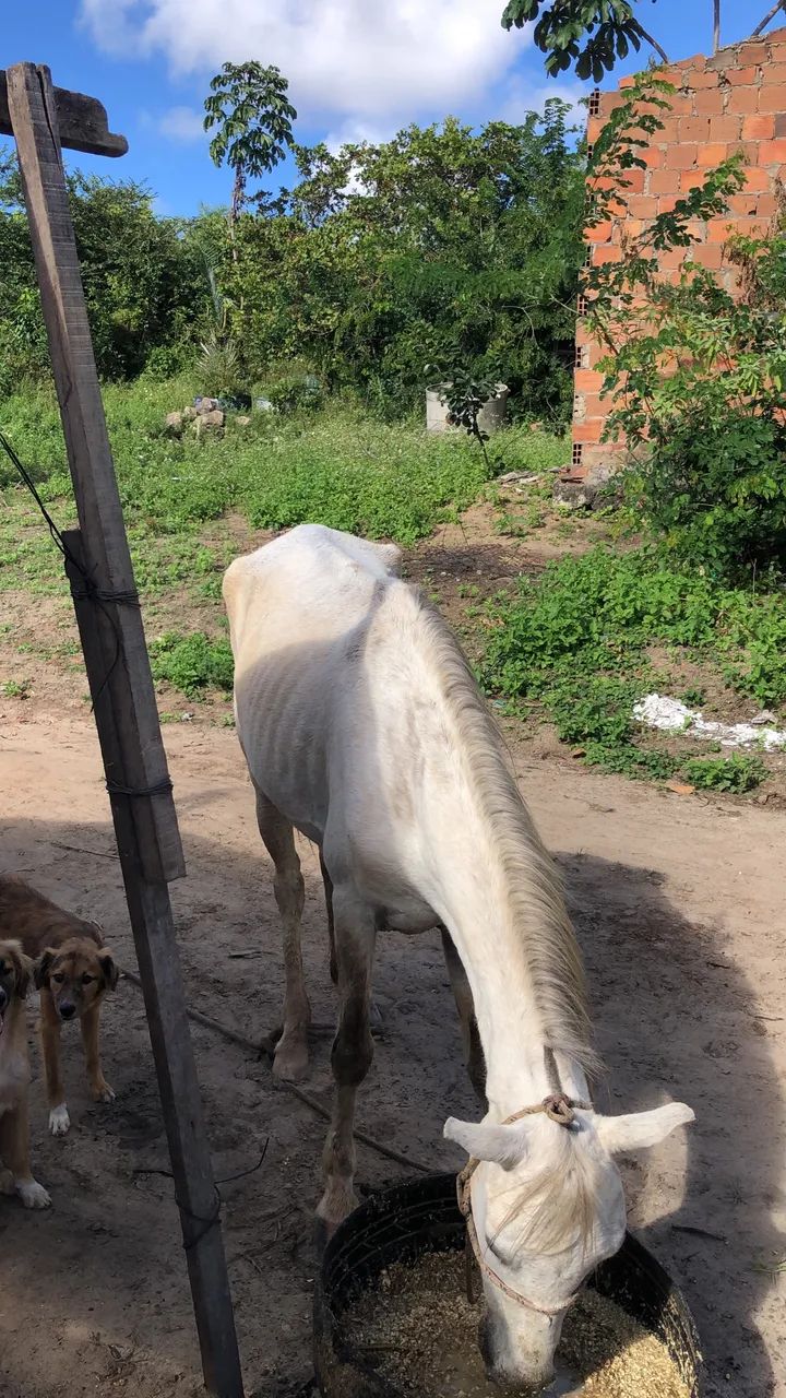 Vendo potra de montada e carroça  - Foto 3