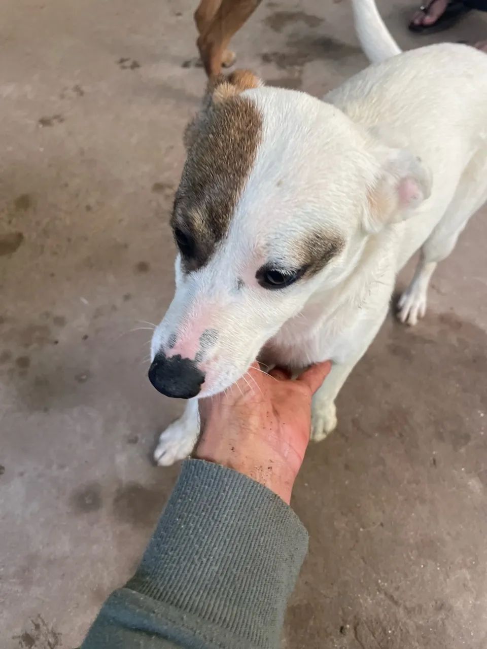 Doa-se cachorros !! - Foto 5
