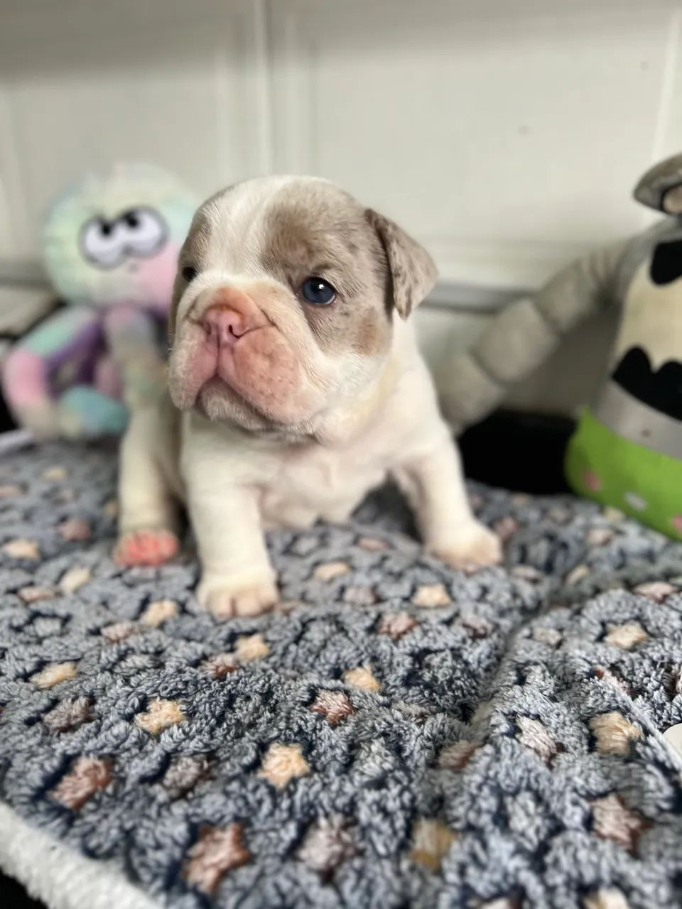 Bulldog inglês  - Foto 2