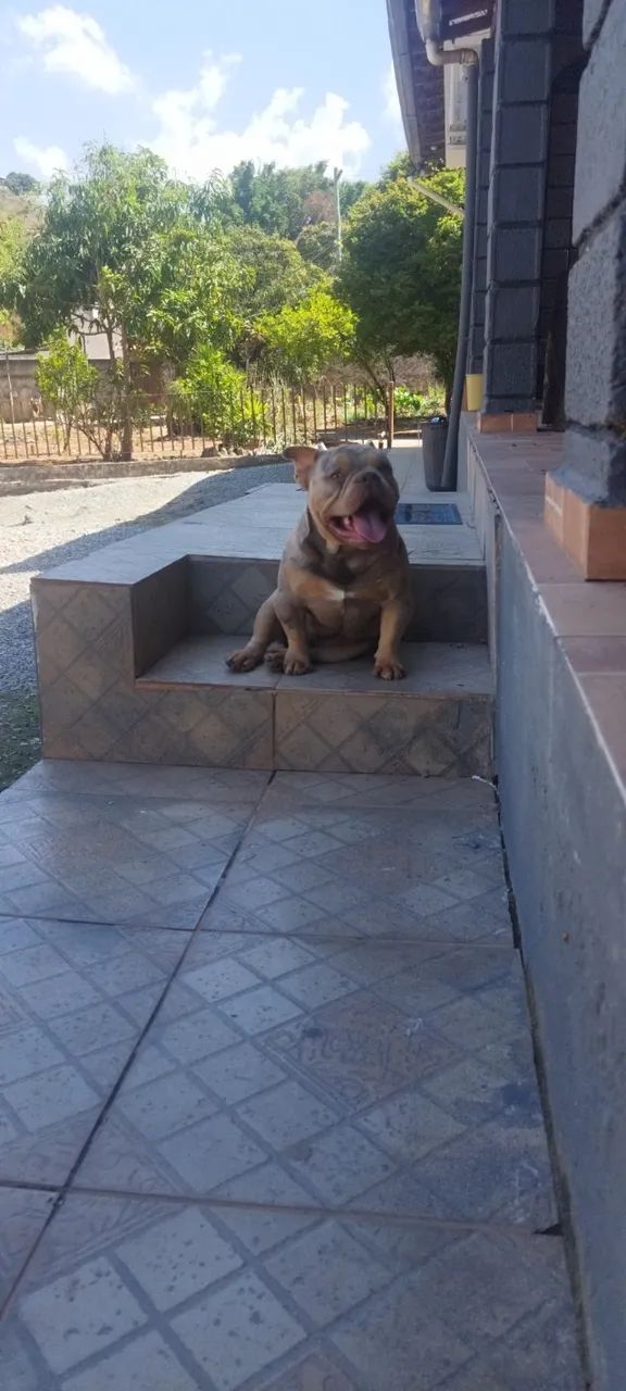 American bully micro monta disponível  - Foto 3
